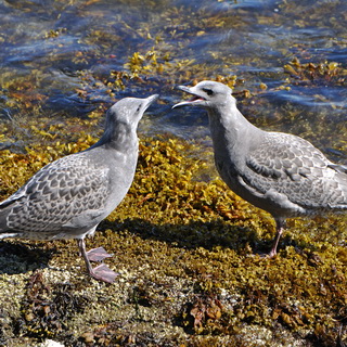 Nanaimo - Sea gulls